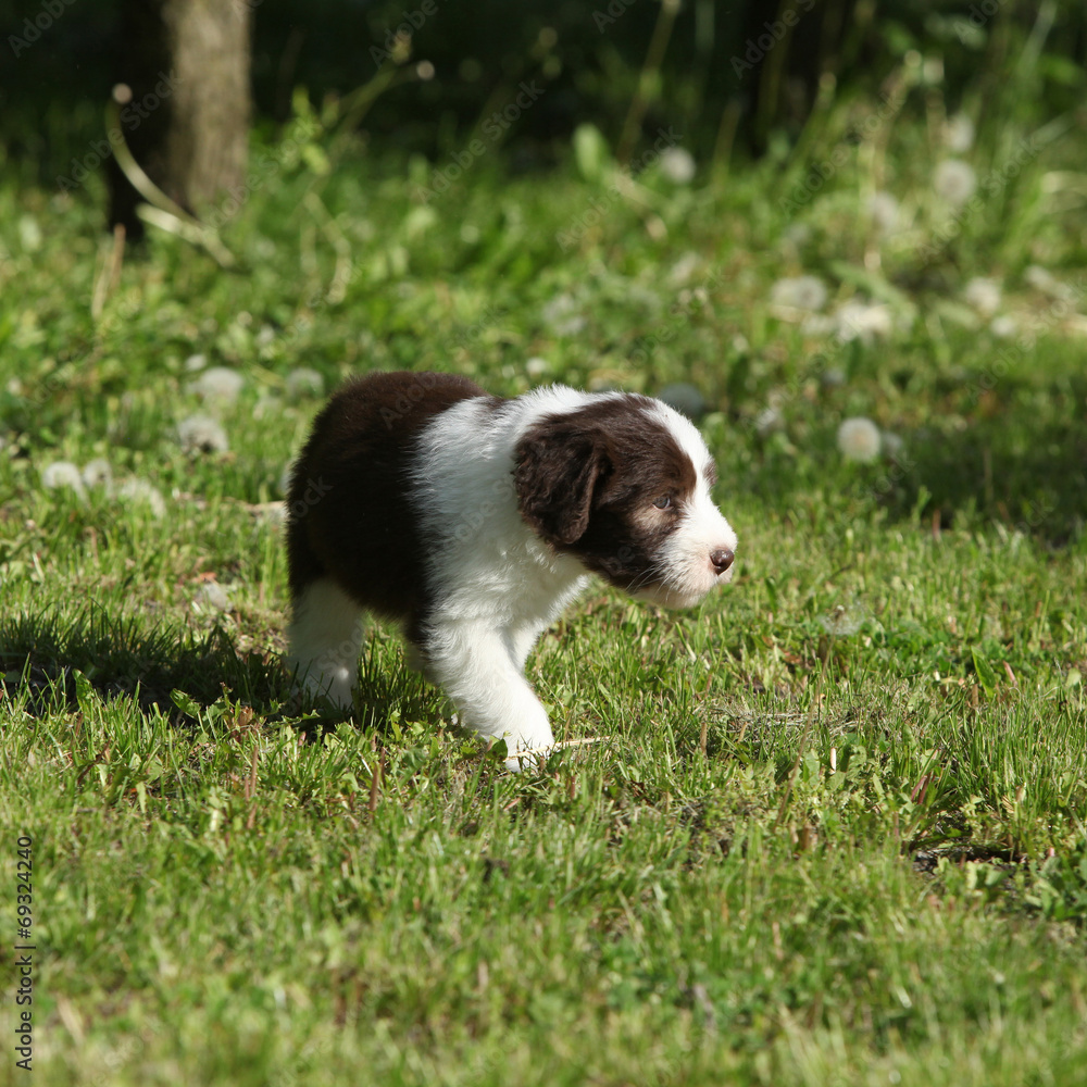 Bearded Collie running in the garden Bearded Collie running in the garden