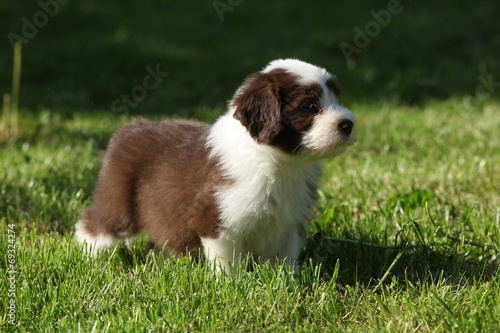 Puppy of Bearded collie in the garden © Zuzana Tillerova