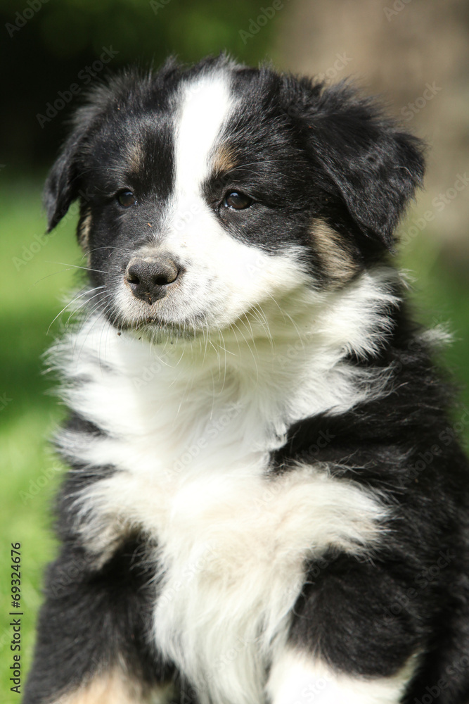 Portrait of amazing australian shepherd puppy