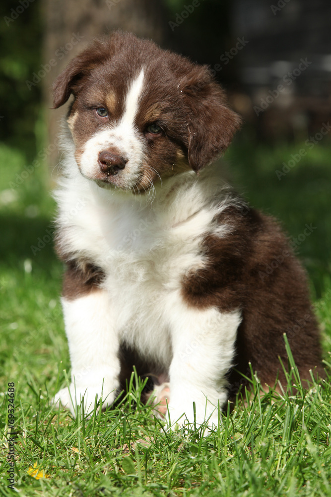 Amazing puppy of australian shepherd sitting in the grass Amazing puppy of australian shepherd sitting in the grass
