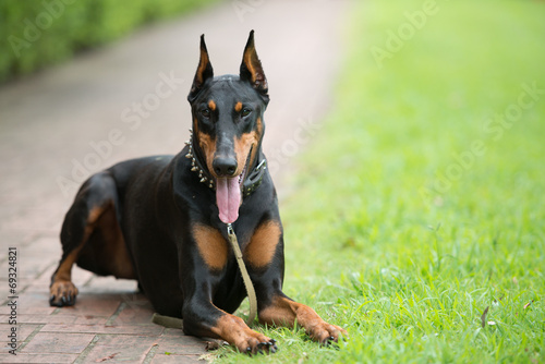 Fototapeta Naklejka Na Ścianę i Meble -  ドーベルマン
