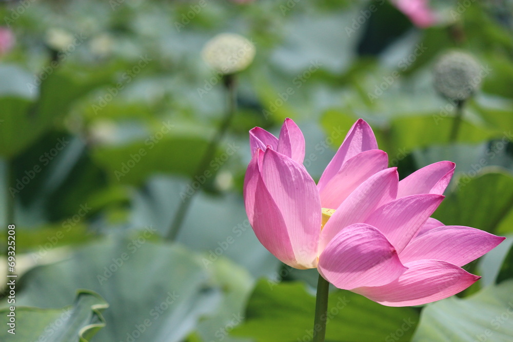 蓮の花