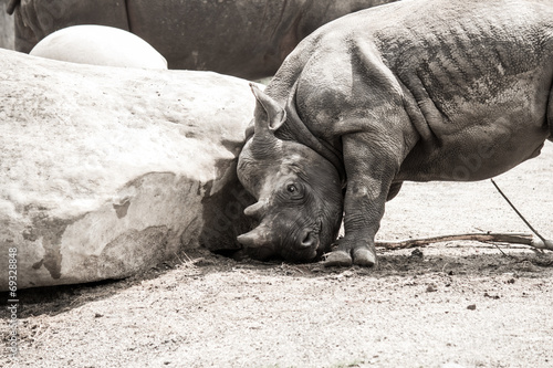 Spitzmaulnashorn