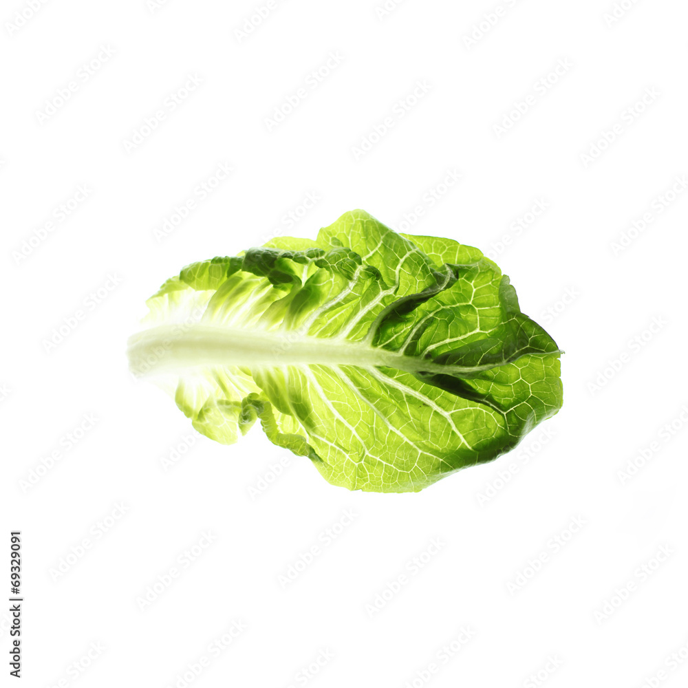 salatblatt Salatherz Romana salatblatt Salatherz Romana