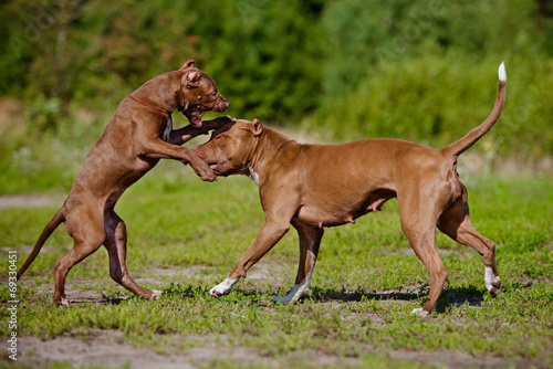 pit bulls playing © otsphoto