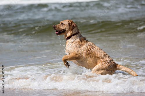 Labrador Retriever Hund spielt in den Wellen der Ostsee
