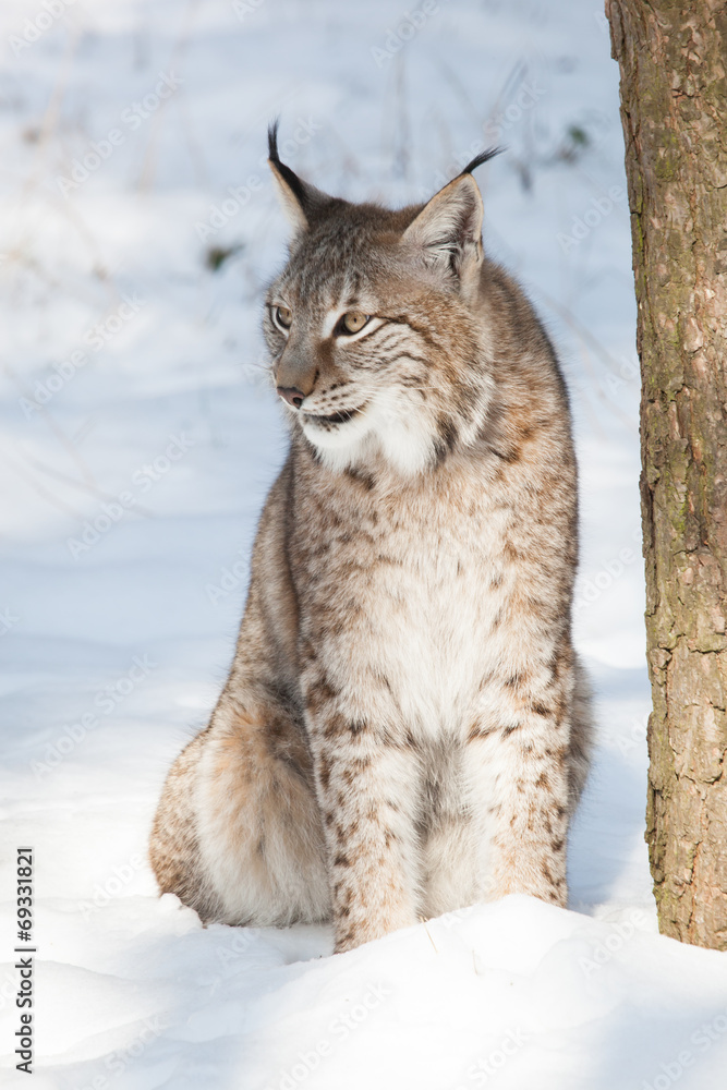 Obraz premium lynx in snow
