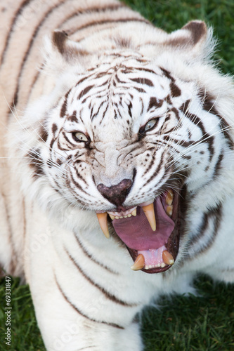 Fototapeta Naklejka Na Ścianę i Meble -  tiger attack
