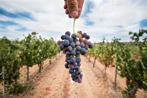Racimo de uvas cogido por una mano en un viñedo photo