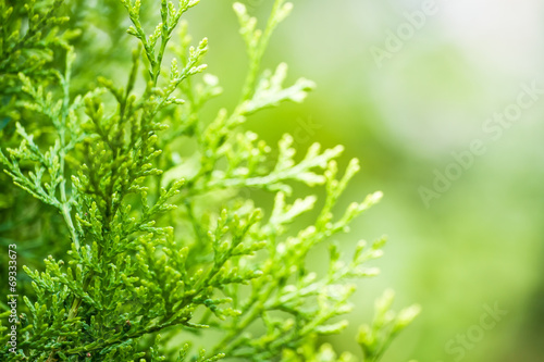 Green thuja