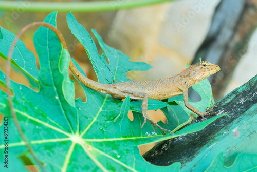 Thai native lizard or chameleon photo