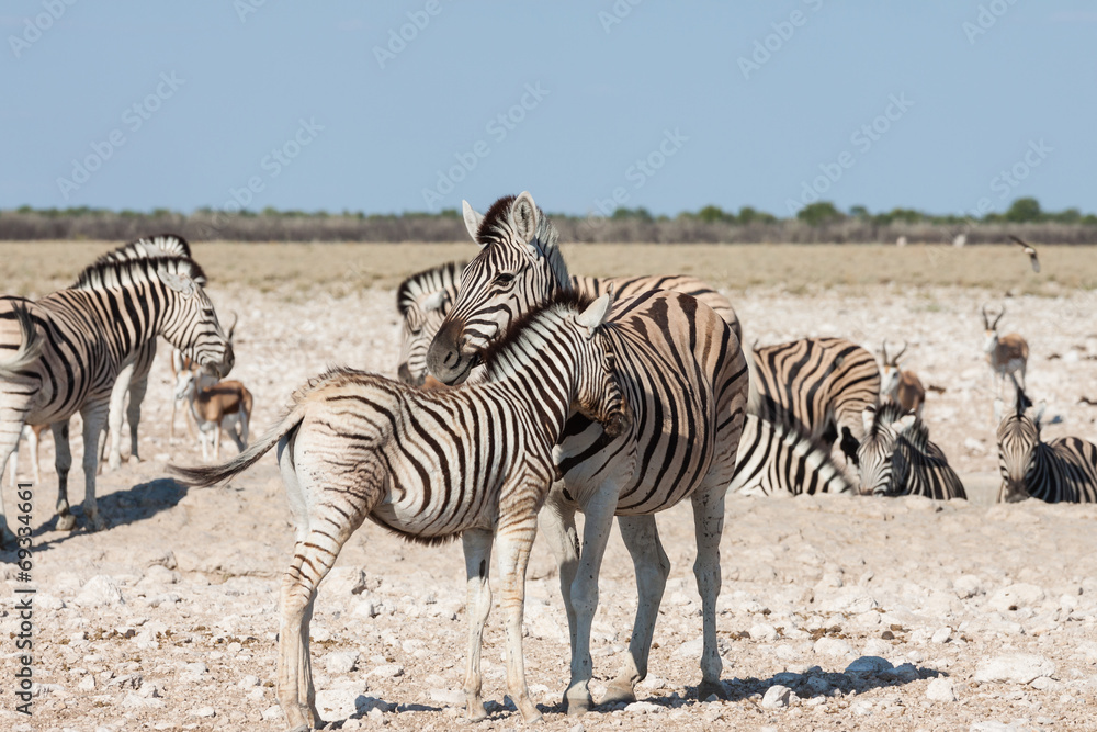 Steppenzebra (Equus quagga burchelli), Mutter mit Jungem Steppenzebra (Equus quagga burchelli), Mutter mit Jungem