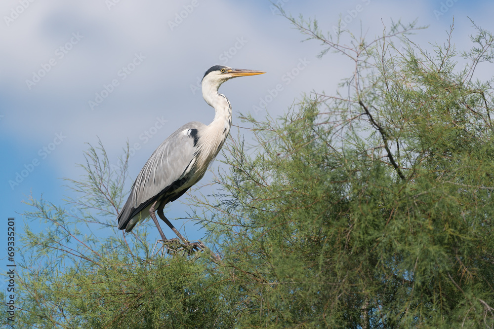 Graureiher, Grey heron, Ardea cinerea Graureiher, Grey heron, Ardea cinerea