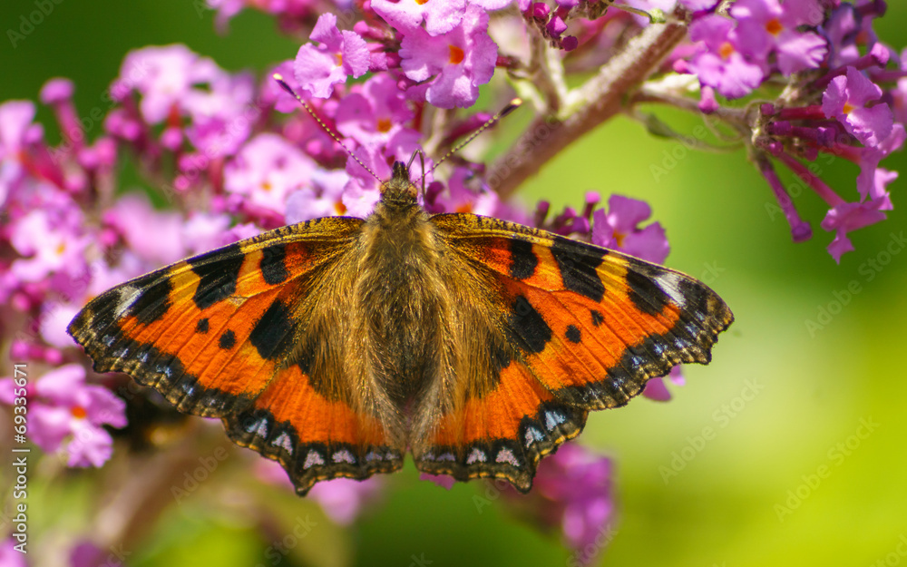 Obraz premium A Tortoiseshell Butterfly feeding on a purple Buddleja
