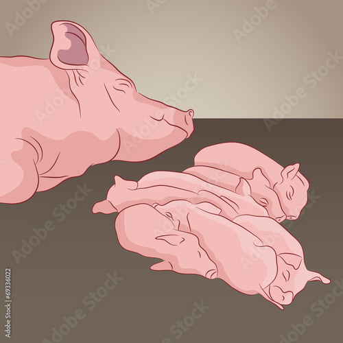 Pig And Piglets