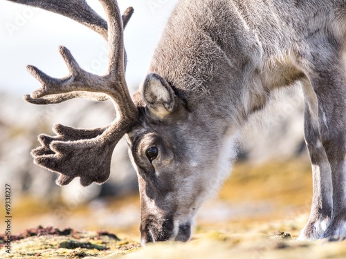 Wild reindeer portrait - Arctic, Spitsbergen