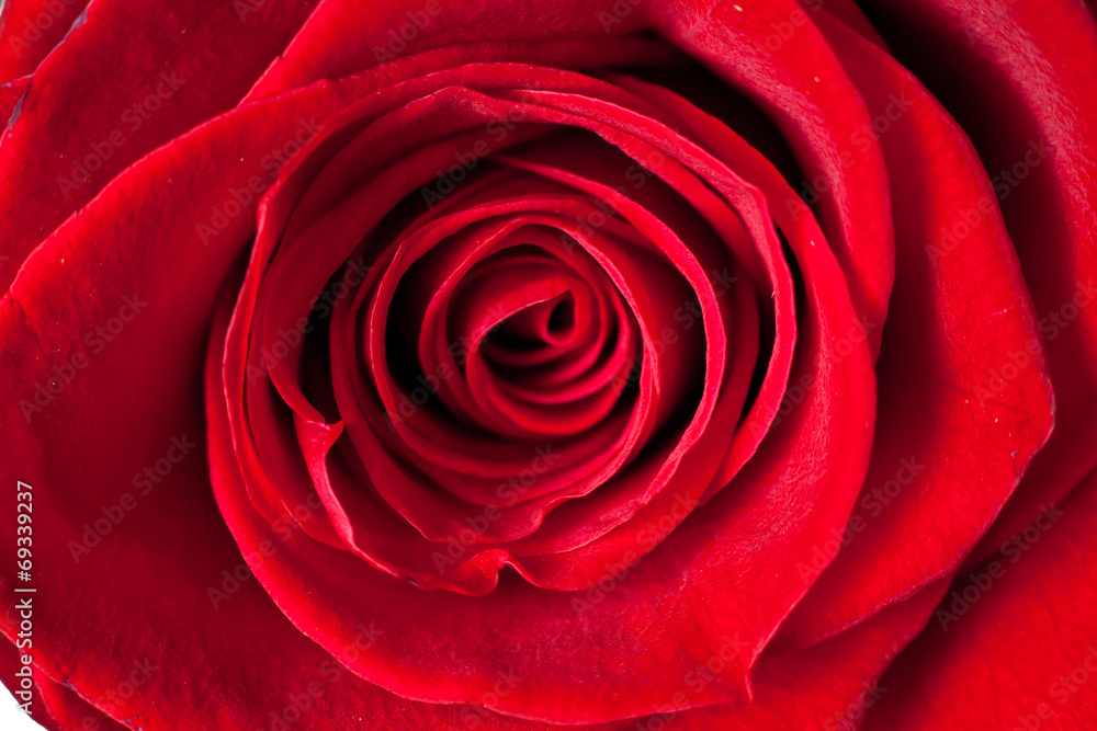 Red rose closeup Red rose closeup