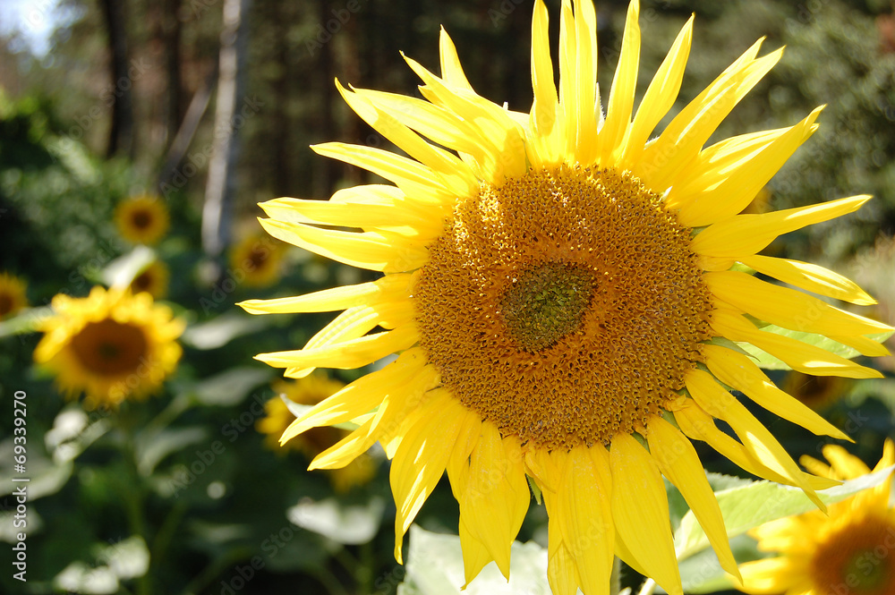 Obraz premium Sunflower