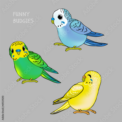 BUDGIES