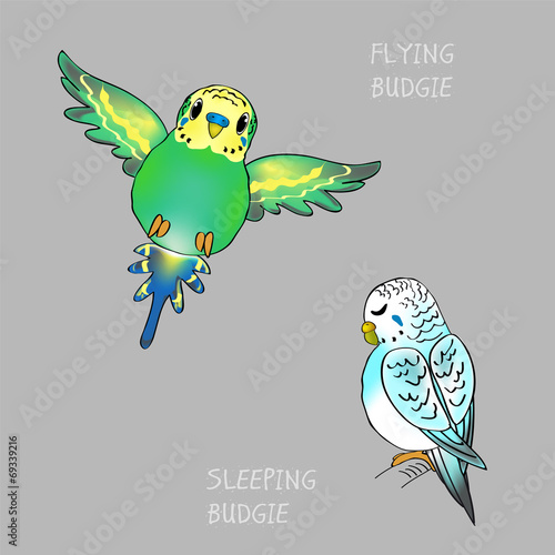 BUDGIES_F