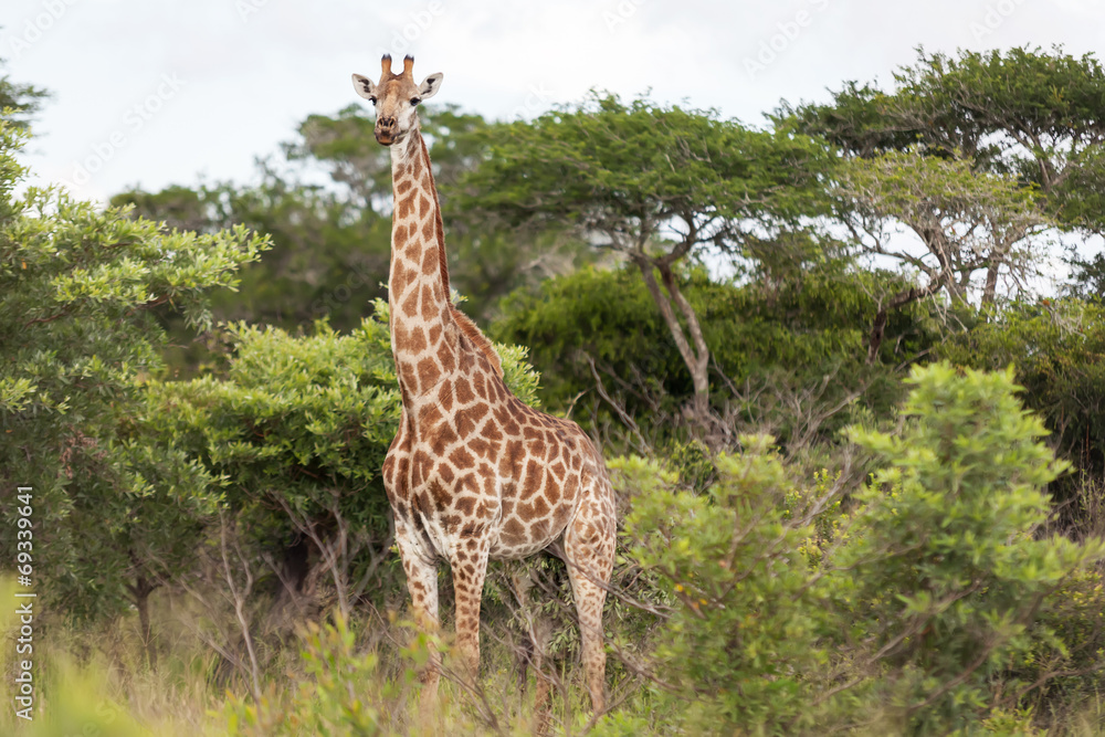 Naklejka premium Giraffe