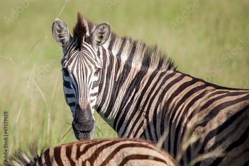 Zebra