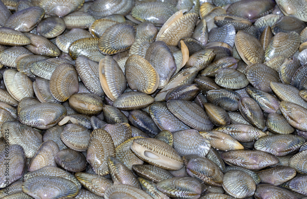 Naklejka premium Fresh Baby Clams in basin at seafood supermarket.Another name is