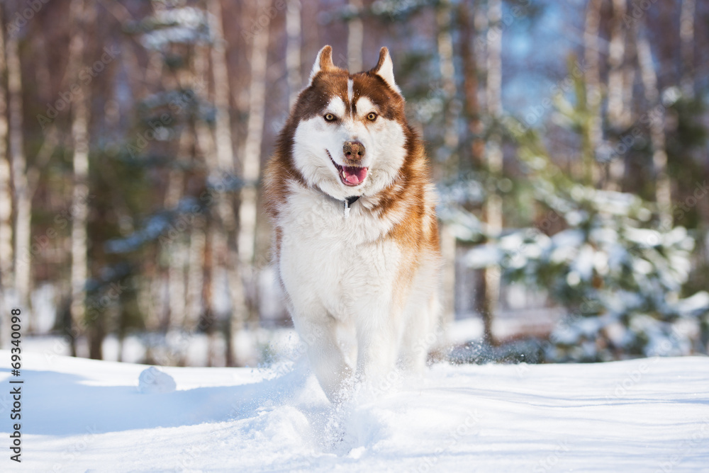 beautiful siberian husky dog running in the snow