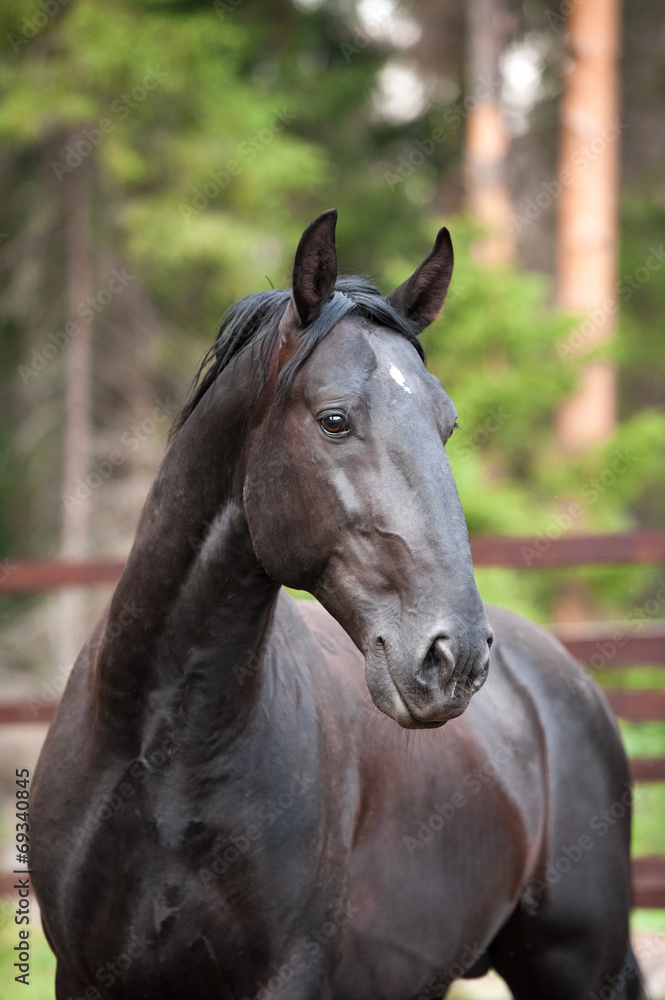 black Kladruber horse portrait in pines forest black Kladruber horse portrait in pines forest