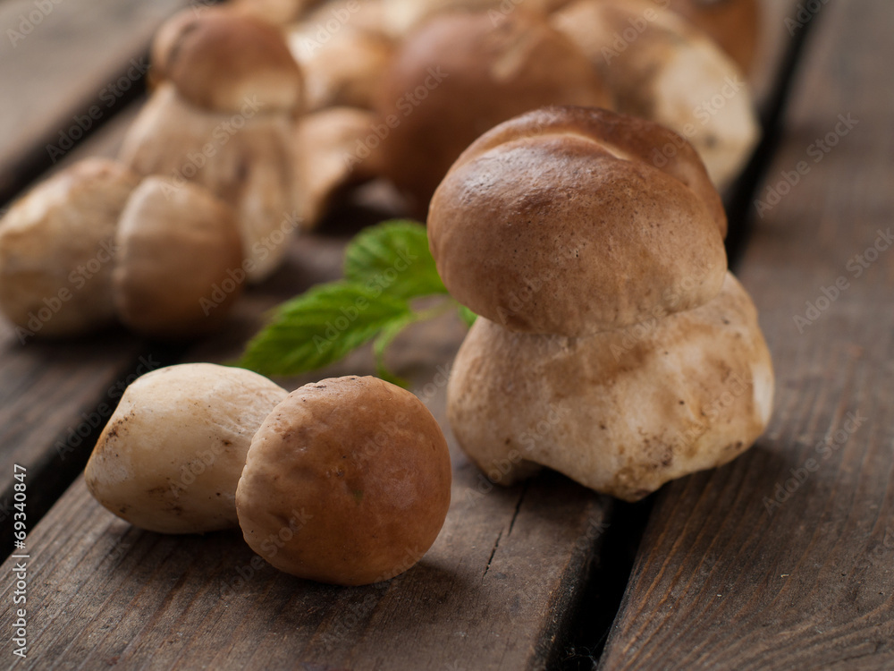 Mushroom boletus