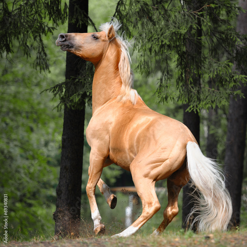 Palomino horse is rearing up in the forest