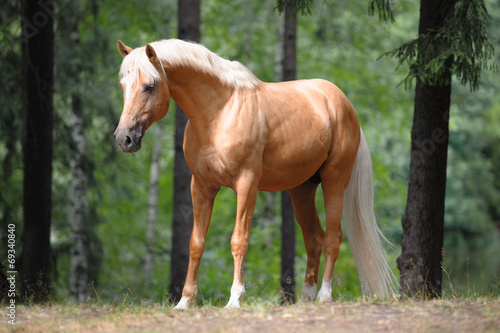 beautiful palomino horse stands in the meadow photo