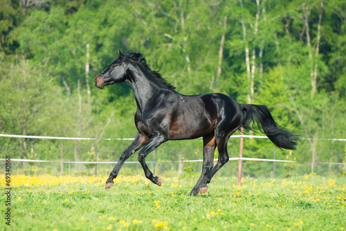 Bay horse runs gallop on the meadow