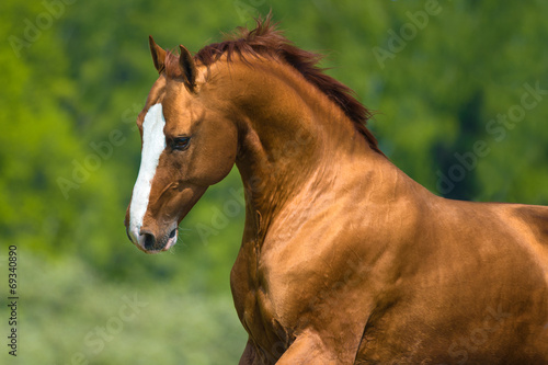 Golden Don horse portrait in motion