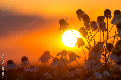 Daisies on a background of a sunset