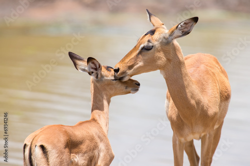 Impala doe caress her new born lamb in dangerous environment