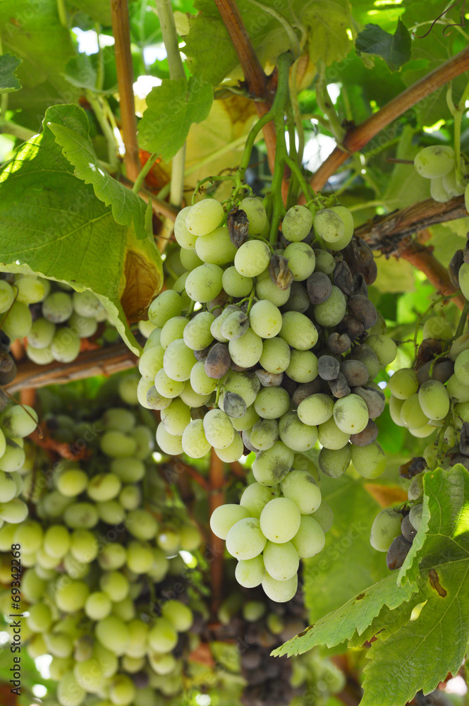 Bunch rot grapes infection. Bunch rot grapes infection.