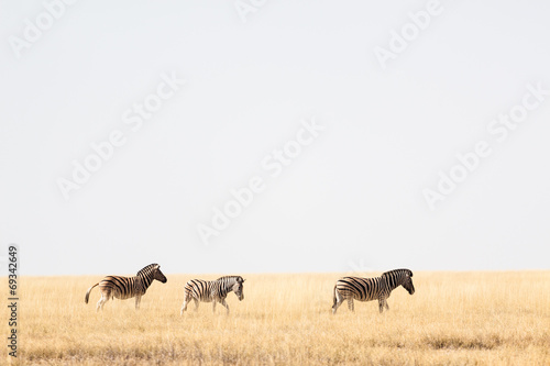 Fototapeta Naklejka Na Ścianę i Meble -  Zebras wandern durch die Savanne