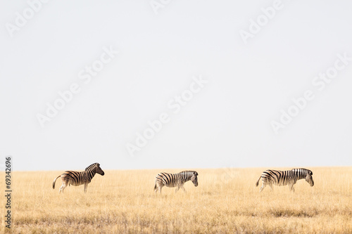 Zebras wandern durch die Savanne