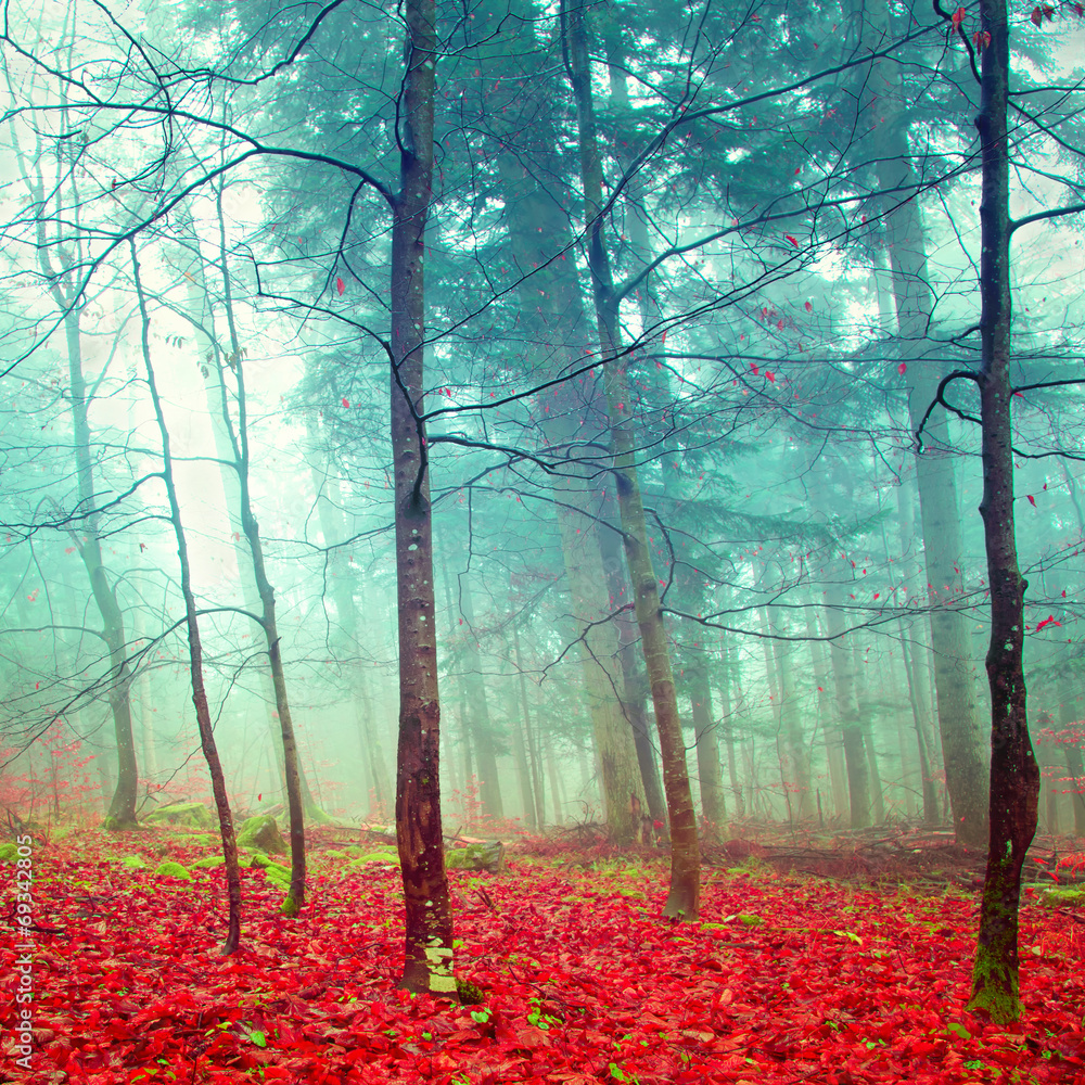 Colorful mystic autumn trees - obrazy, fototapety, plakaty 