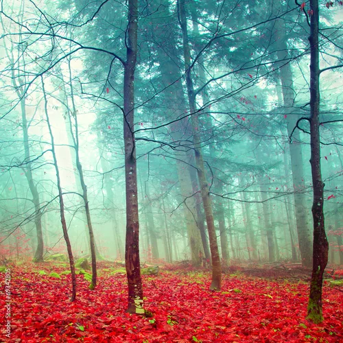 Obraz kolorowe liście i drzewna we mgle