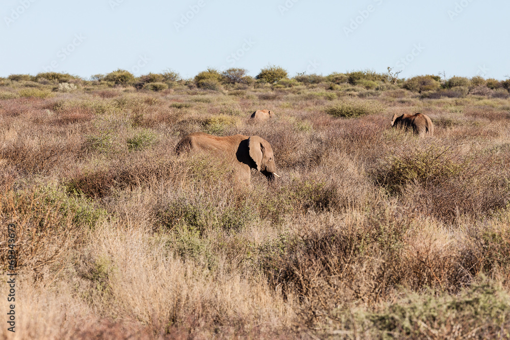 Elefantenherde (Loxodonta africana) im Dickicht Elefantenherde (Loxodonta africana) im Dickicht
