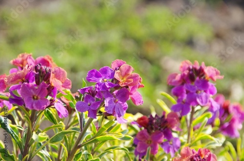 Fototapeta Naklejka Na Ścianę i Meble -  Geranie - Geranium 09