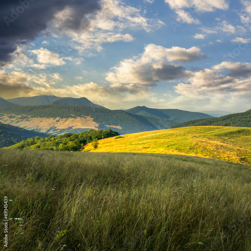 trees near valley in mountains  on hillside under sky with cloud