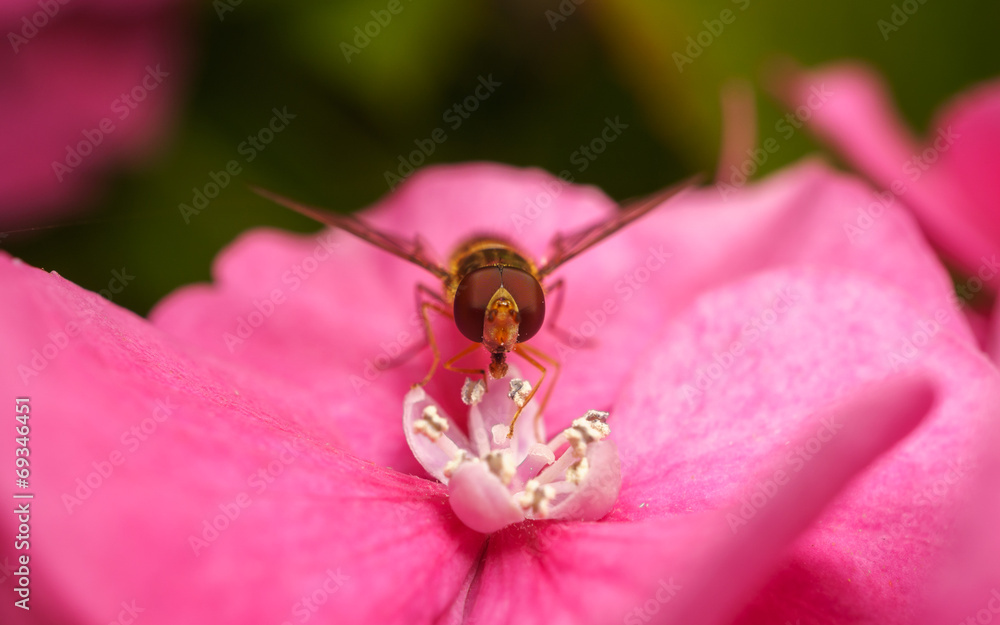 A macro photo of a Hoverfly on a pink Hydrangea flower A macro photo of a Hoverfly on a pink Hydrangea flower