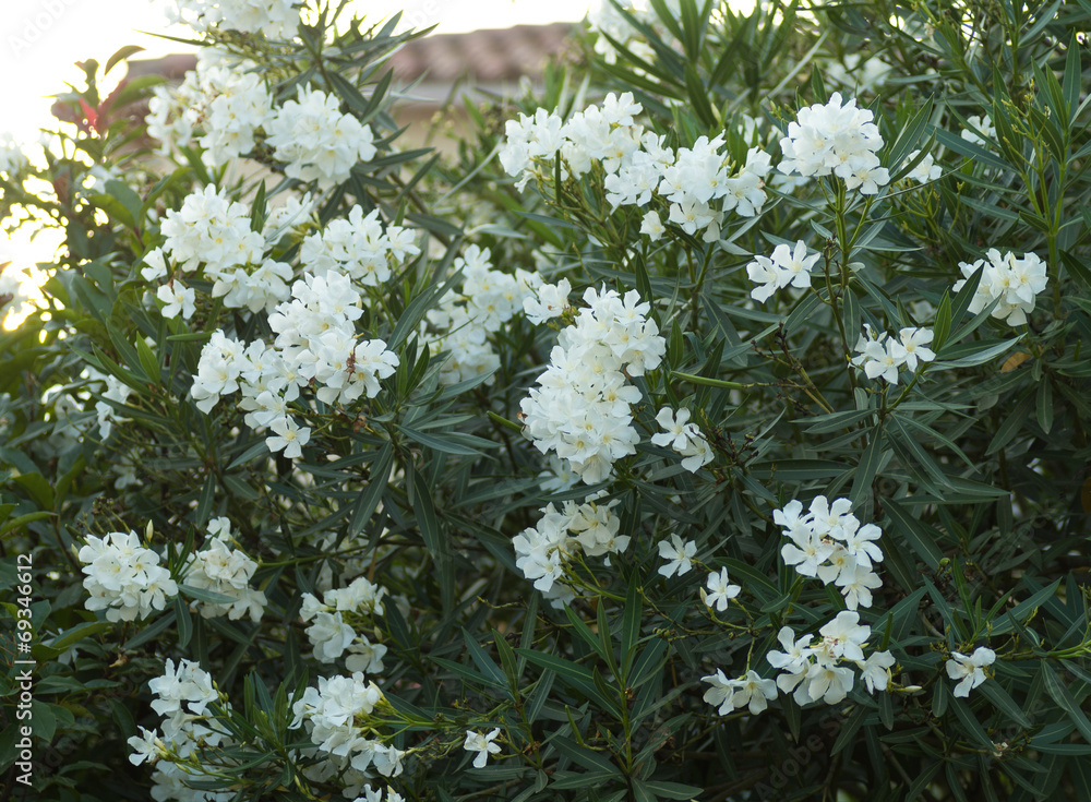 Laurier blanc