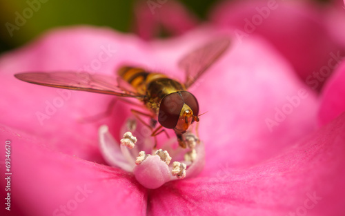 A macro photo of a Hoverfly on a pink Hydrangea flower