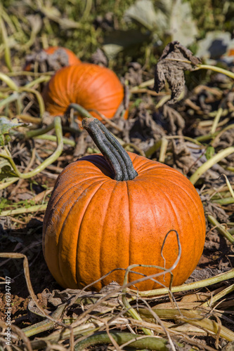 Pumpkin Patch © V. J. Matthew