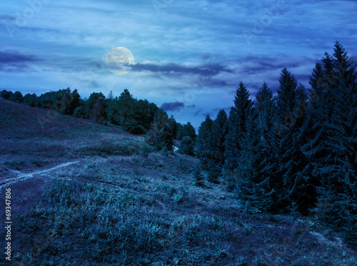 coniferous forest on a  mountain slope at night © Pellinni