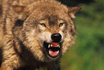 Wandcirkels Wolf Wolf toont scherpe tanden  © natureguy